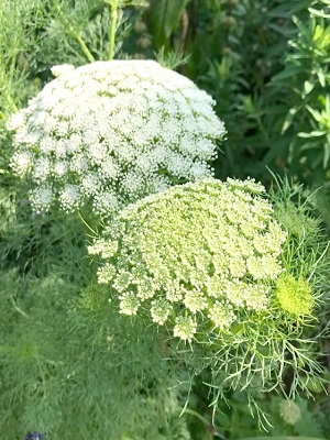 AMMI majus Green Mist